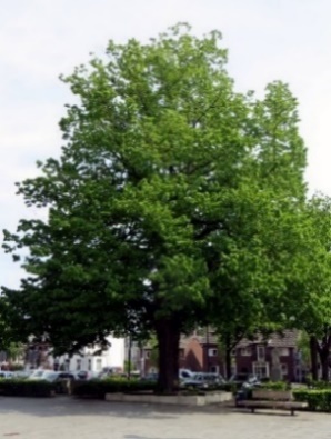 Wilhelminaboom in Zeelst