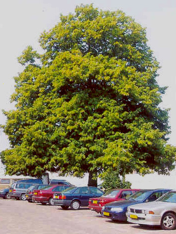 De Wilheminaboom van Zeelst.